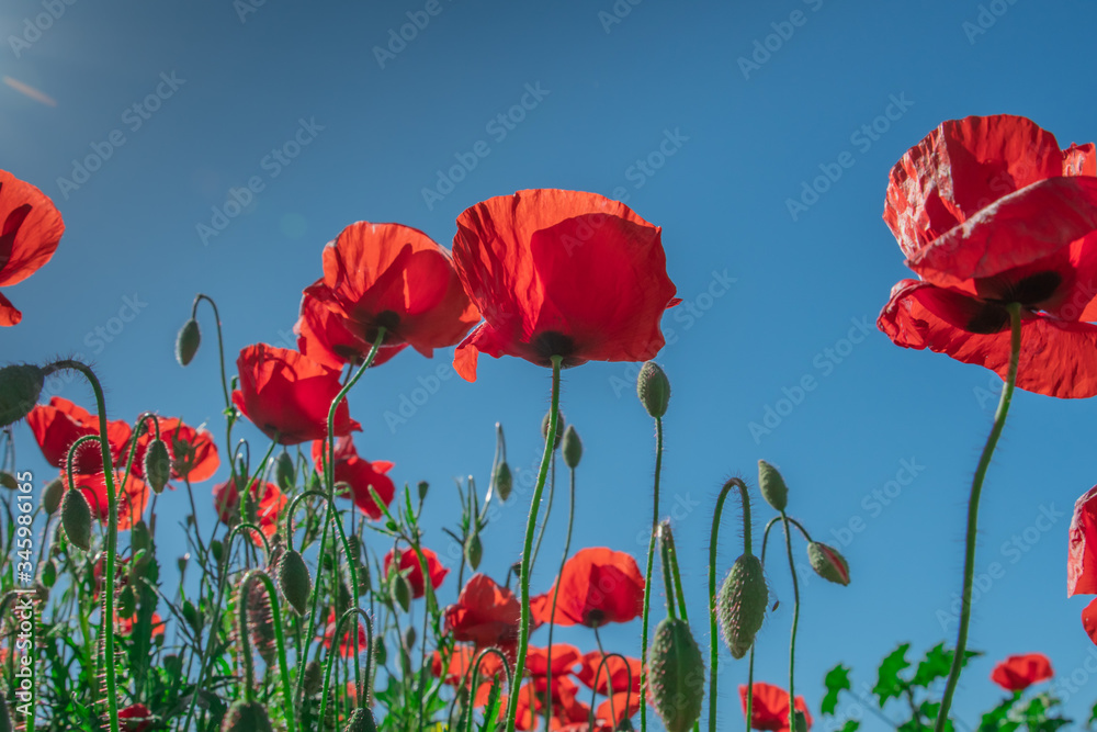 Obraz premium Mak i pąki w polu z błękitnym niebem w tle z selektywną ostrością. Widok z bliska od dołu. Samotny mak.