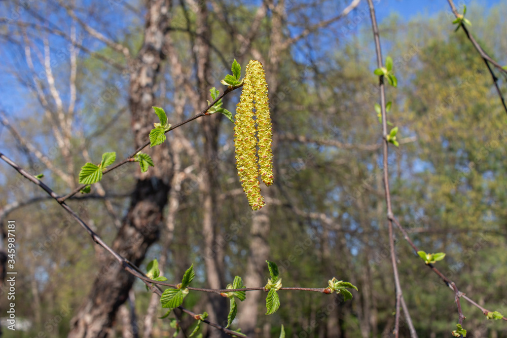 Bright yellow catkins bloom on a river birch tree (betula nigra) in spring, with blue sky background Bright yellow catkins bloom on a river birch tree (betula nigra) in spring, with blue sky background