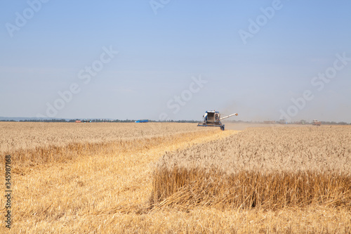 Fototapeta Naklejka Na Ścianę i Meble -  wheat field with harvesting combine 