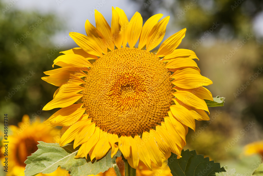Fototapeta premium Sunlit sunflower with selective focus