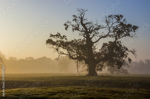 lonely oak tree on the field at sunset