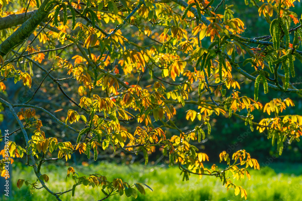 Spring is in the air with the lush green foliage of trees in a green pasture in sunlight at sunrise in a spring morning Spring is in the air with the lush green foliage of trees in a green pasture in sunlight at sunrise in a spring morning