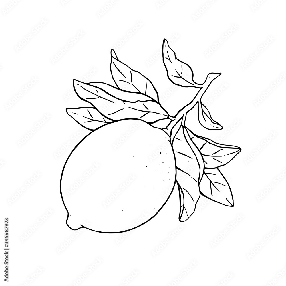 Great vector illustration of beautiful lemon fruit on a branch with leaves isolated on white background. Black and white drawing of lemon Great vector illustration of beautiful lemon fruit on a branch with leaves isolated on white background. Black and white drawing of lemon