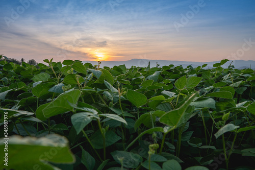 mung bean in the agricultural garden with light shines sunset photo