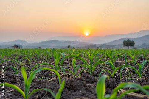 Maize seedling in the agricultural garden with the sunset, Growing Young Green Corn Seedling