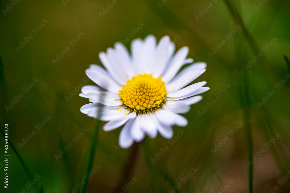Obraz premium white daisy flower