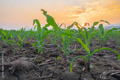 Maize seedling in the agricultural garden with the sunset, Growing Young Green Corn Seedling