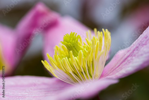 close up of a pink lotus