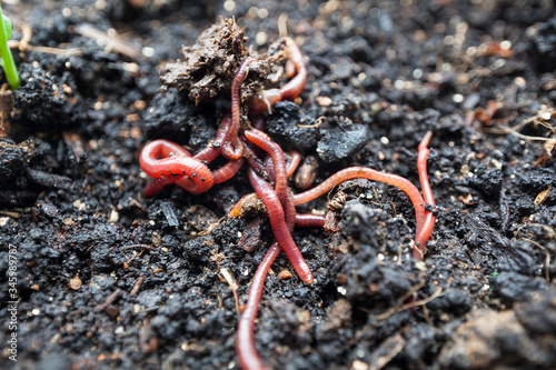dung worms on a bed with green seedlings of vegetables