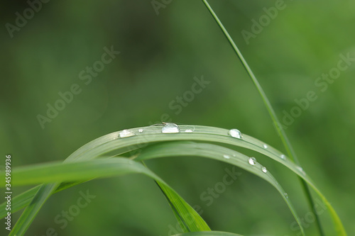 grass with dew drops