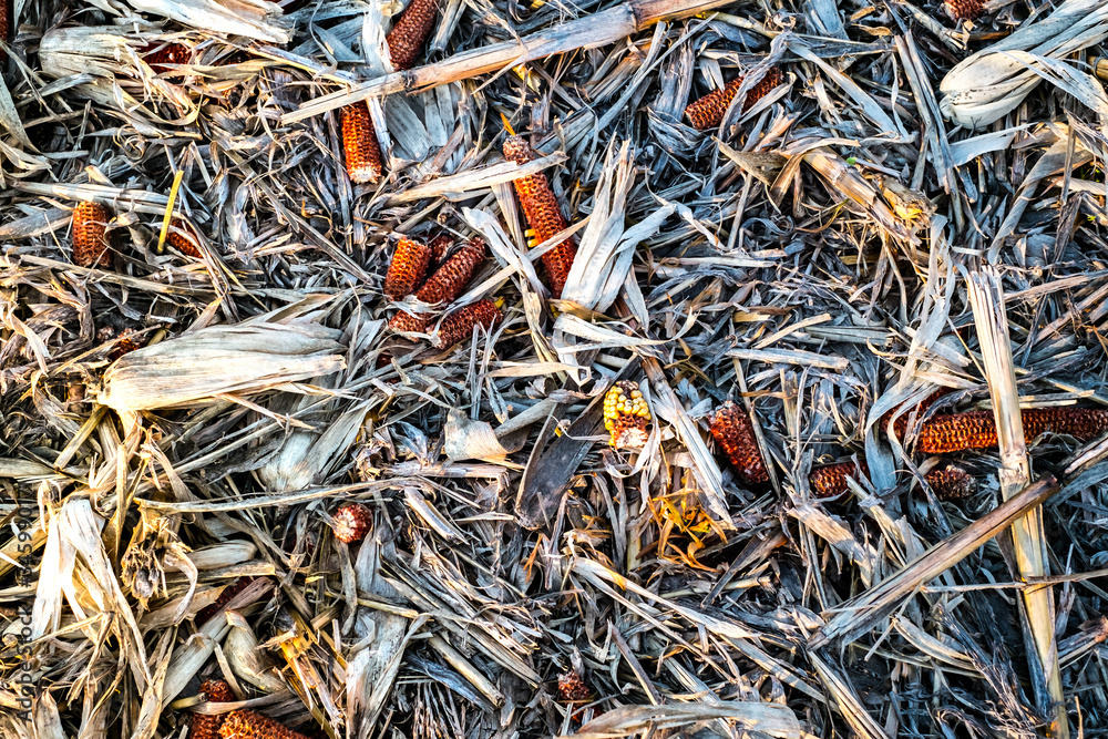 Corn cob on the ground, leftovers for gleaning in harvested cultivated field Corn cob on the ground, leftovers for gleaning in harvested cultivated field