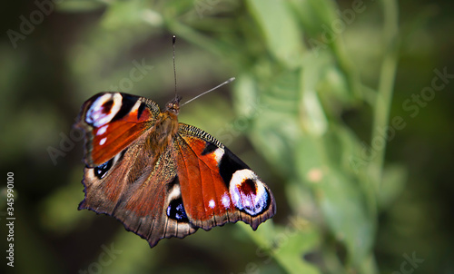 butterfly on leaf