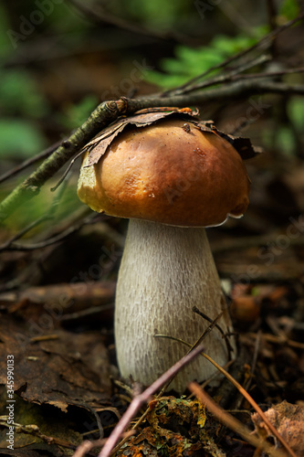 boletus edulis mushroom