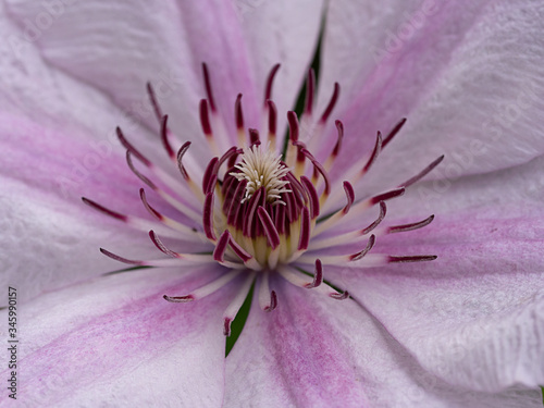 close up of pink flower