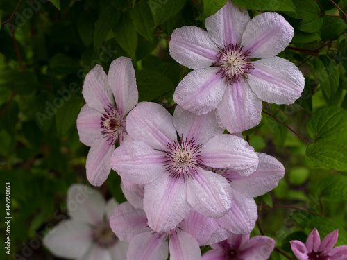pink flowers in the garden