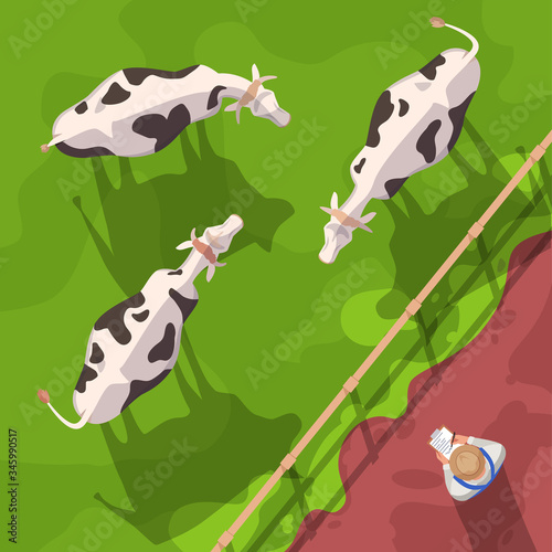 Cattle semi flat vector illustration top view. Domestic animals on ranch field. Farm worker check on cows. Agribusiness and agriculture. Farmer 2D cartoon character for commercial use