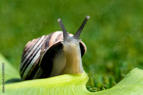 snail on the grass