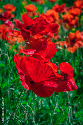Poppies in a field with green grass in the background with selective focus. view at height. Lonely poppy.
