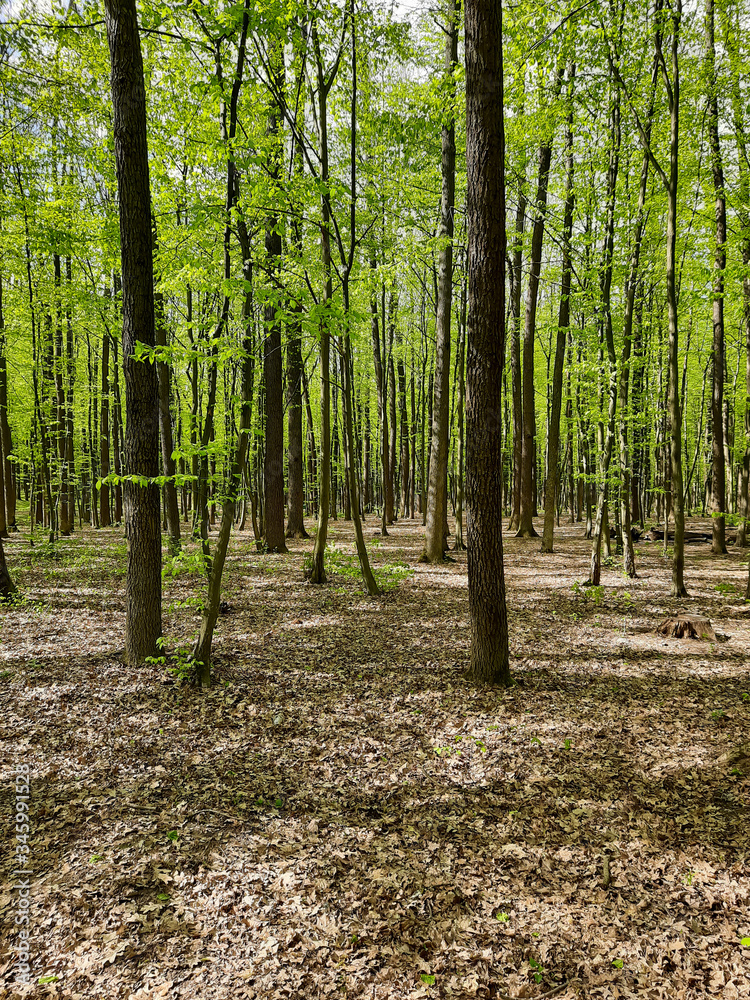 Green spring forest with trees. Green spring forest with trees.