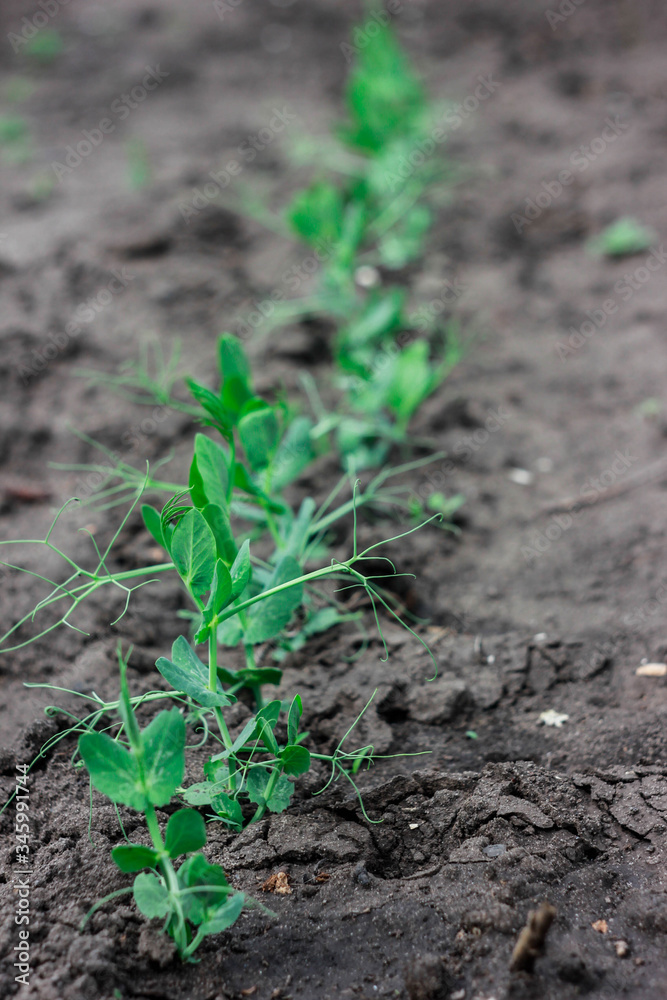 Green plant in soil on my back yard. Grow eco plants Green plant in soil on my back yard. Grow eco plants