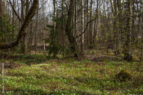 Spring forest meadow with white snowdrops