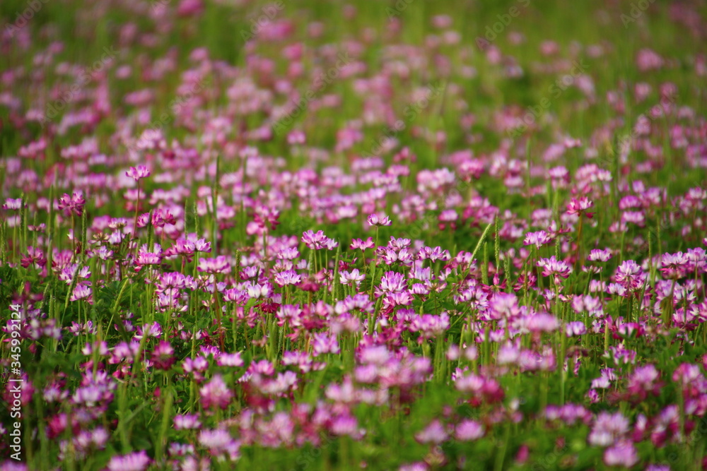 蓮華 蓮華