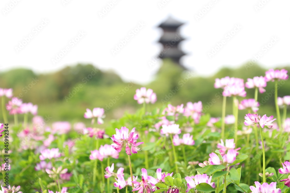 Obraz premium 蓮華