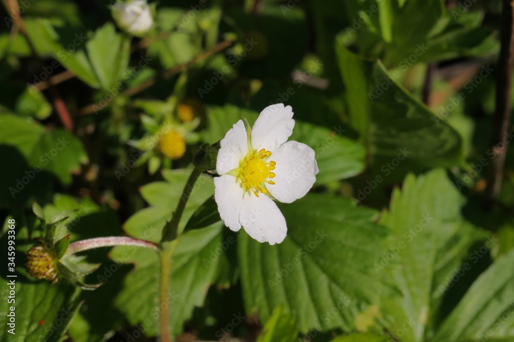 Macro closeup of wild isolated white, yellow flower head of woodland strawberry (fragaria vesca) in spring - Germany Macro closeup of wild isolated white, yellow flower head of woodland strawberry (fragaria vesca) in spring - Germany
