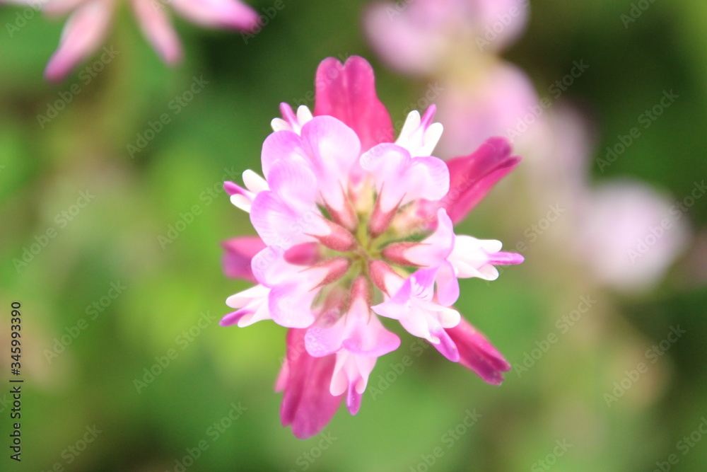 Fototapeta premium 蓮華