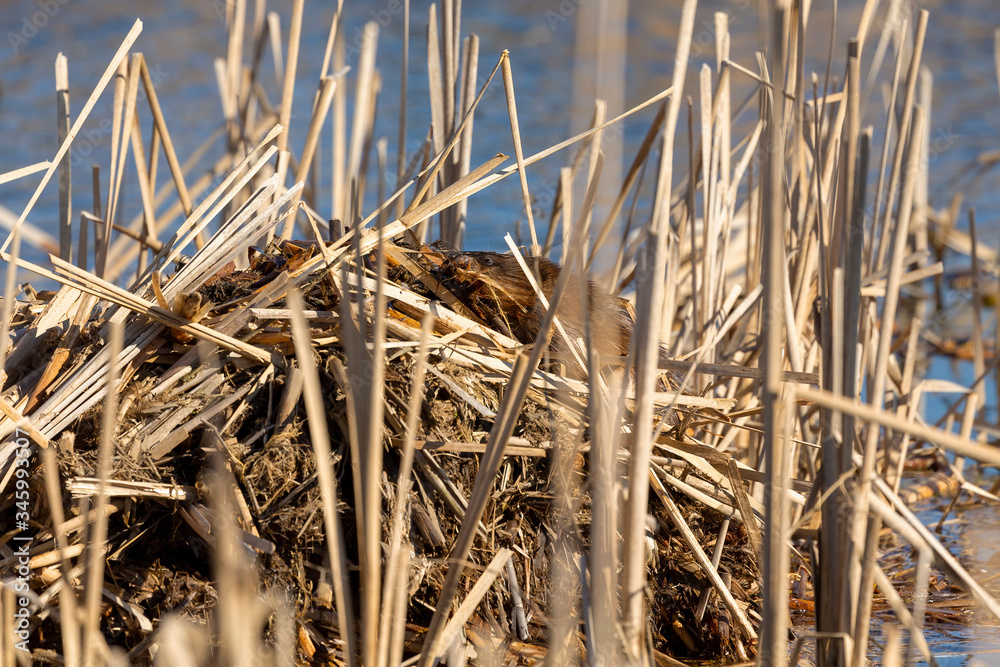 Fototapeta premium Muskrats build their push-ups in a flooded area