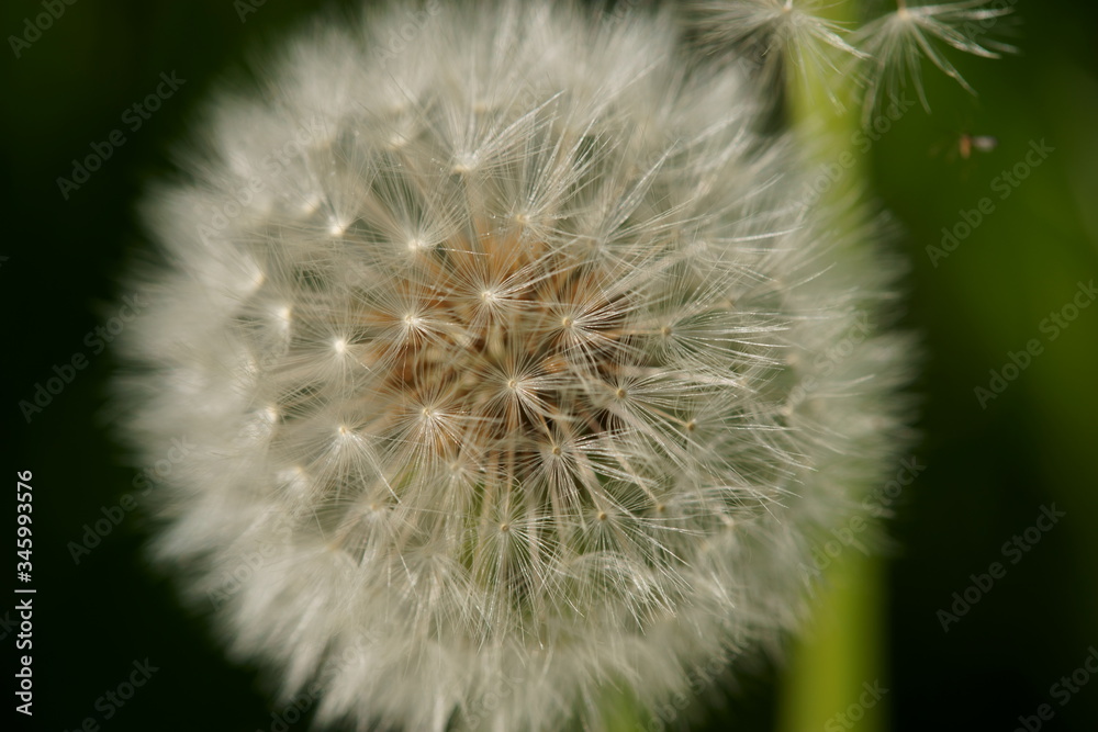 Fototapeta premium The flowers are beginning to grow and everything is becoming green.