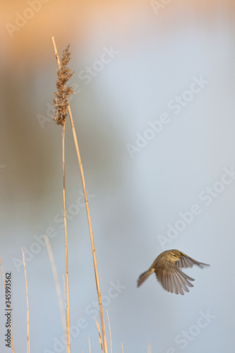 Comman chiffchaff flying  among the reeds photo