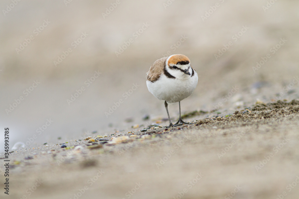 Kentish plover standing on the shore Kentish plover standing on the shore
