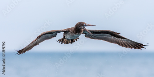 Juvenile Northern gannet  flying  over mediterranean sea