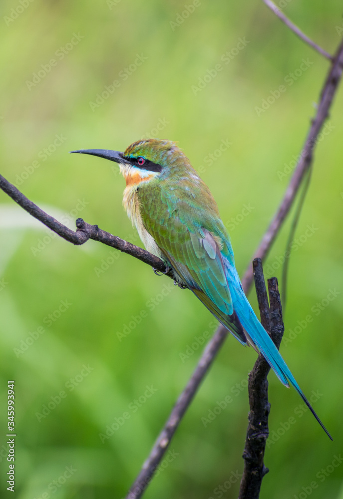 Lovely Blue tailed bee-eater (Merops philippinus) perching