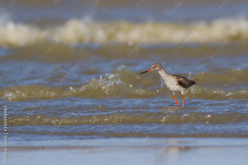 Common redshank fishing in mediterranean sea Common redshank fishing in mediterranean sea