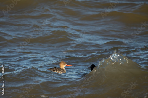 Red breasted mergansers in the waves of lake Michigan