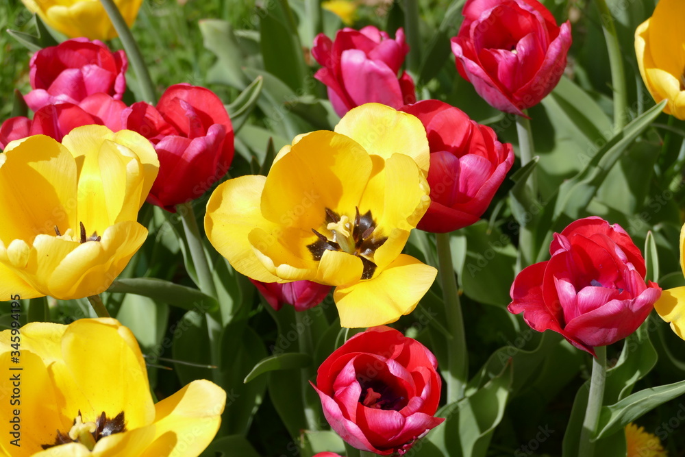 Fototapeta premium Tulpen