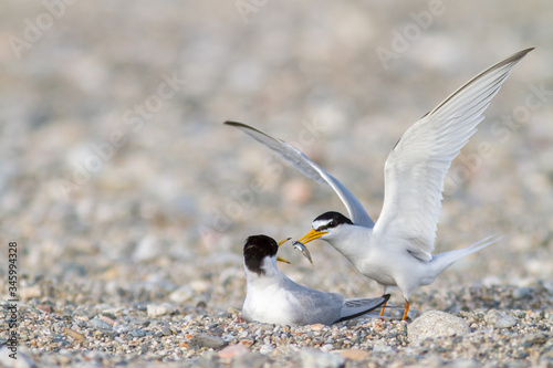 Little tern offering a fish during nesting season