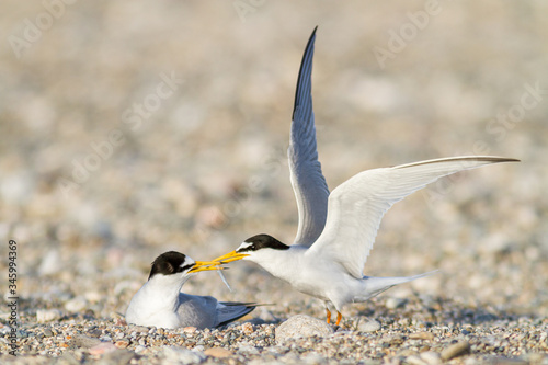 Little tern offering a fish during nesting season