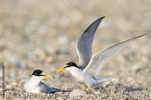 Little tern offering a fish during nesting season