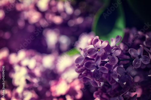 Beautiful light over blossom purple lilac and background with white and purple bokeh