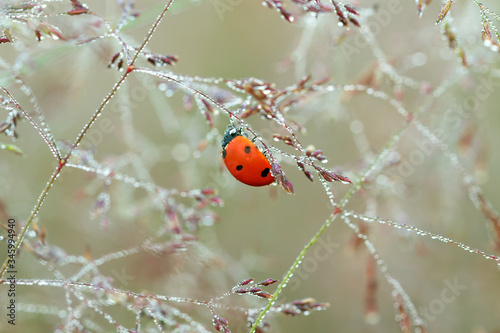spring meadow with ladybug close up macro