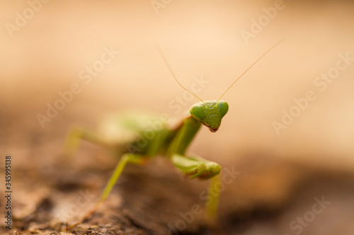 Close up of a Praying mantis