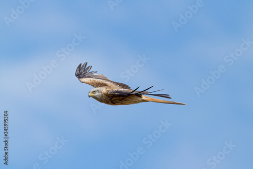 Red kite flying northward during the spring migration