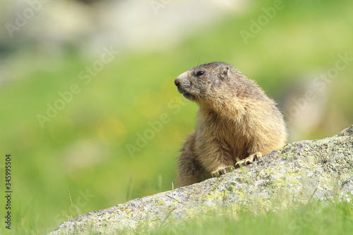 Alpine marmot watching on a rock in a pyrenean mountain meadow