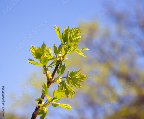 Foto Maple tree buds