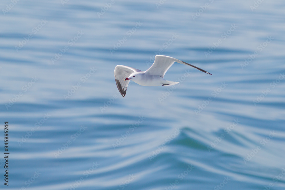 Audouin's Gull flying over the medtierranean sea Audouin's Gull flying over the medtierranean sea