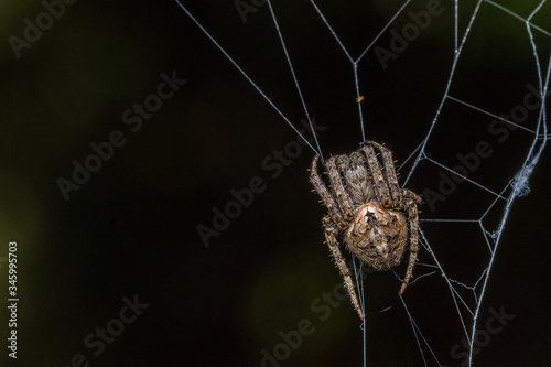 Fototapeta Darwin's bark spider (Caerostris darwini) - wildlife photography