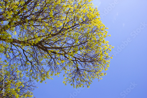 Maple tree in spring